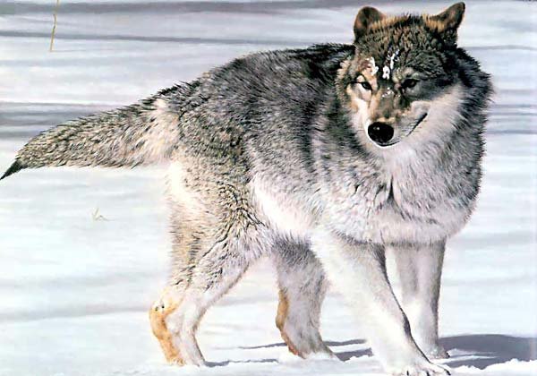 Lobos e cães