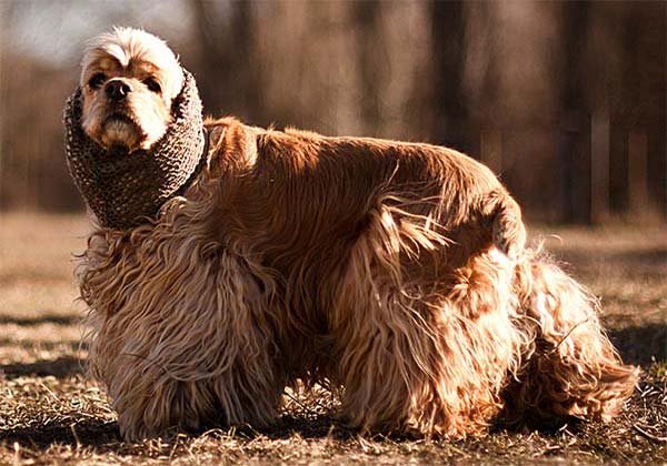 Cocker após a caudectomia