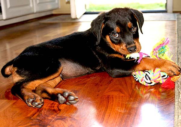 Cortar ou não cortar o rabo do cachorro