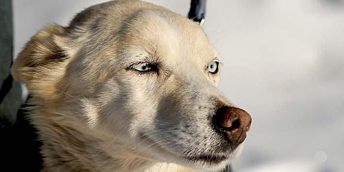 May cadela perdida em Iditarod viaja 650km sozinha para voltar para casa