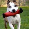 american staffordshire terrier