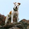 american staffordshire terrier