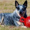 australian_cattle_dog_23