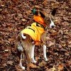 basenji_19