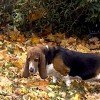 Basset Hound