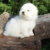 Bichon Frisé