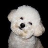 Bichon Frisé