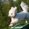 Bichon Frisé