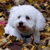 Bichon Frisé