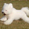 Bichon Frisé