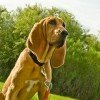 Bloodhound