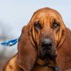 Bloodhound