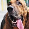 Bloodhound