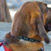 Bloodhound
