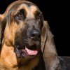 Bloodhound