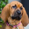 Bloodhound