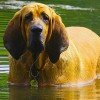 Bloodhound