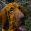 Bloodhound