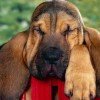 Bloodhound