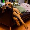 Bloodhound