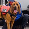 Bloodhound