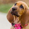 Bloodhound