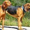 Bloodhound