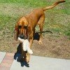 Bloodhound