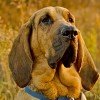 Bloodhound