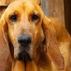 Bloodhound