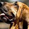 Bloodhound