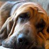 Bloodhound