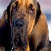Bloodhound