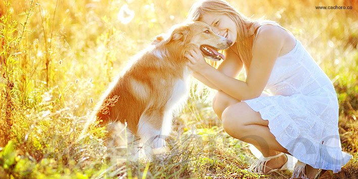 Fidelidade canina - amor de cachorro